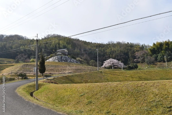 Fototapeta しだれ桜