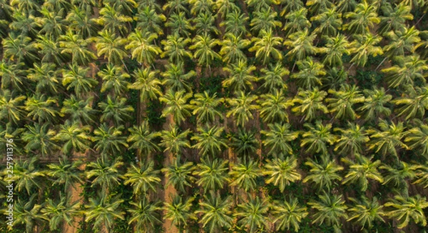 Fototapeta Aerial view of coconut farm. green coconut trees neatly aligned with intercrop banana  plantation.