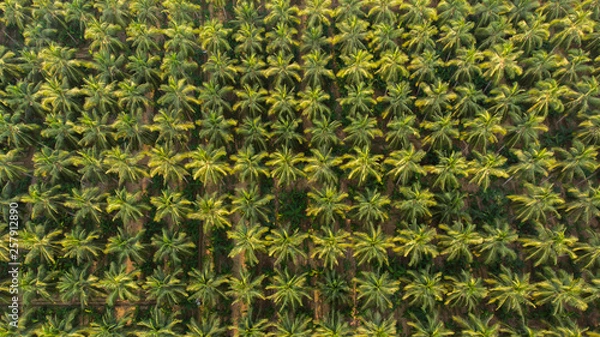 Fototapeta Aerial view of coconut farm. coconut trees neatly aligned with intercrop banana  plantation.