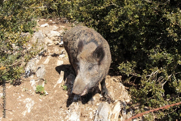 Fototapeta un sanglier