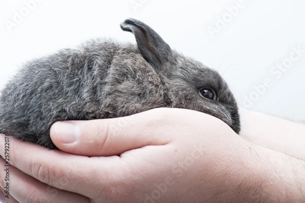 Obraz Cute little rabbit