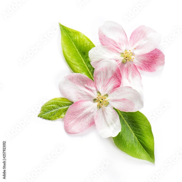Obraz Apple tree blossom green leaves white background Spring flowers