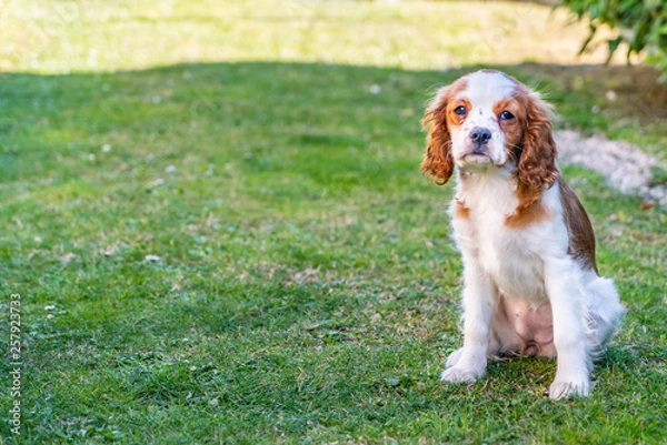 Obraz Portrait of a young dog cavalier king charles on a grass background