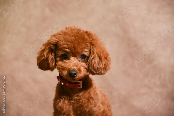 Fototapeta トイプードル