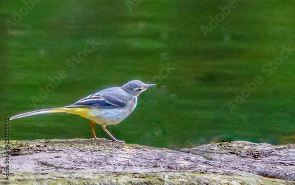 Fototapeta Wag Tail Bird looking on.
