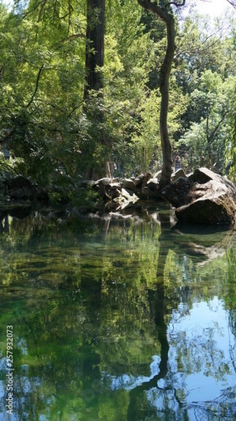 Obraz reflection in a green pond