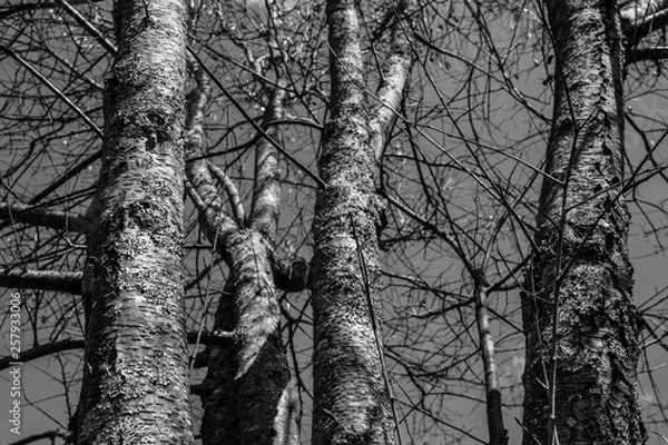 Obraz Árboles en gris