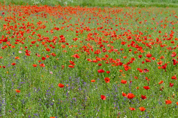 Obraz Poppy fields