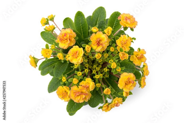 Obraz Rosenprimel (Primula rosea)