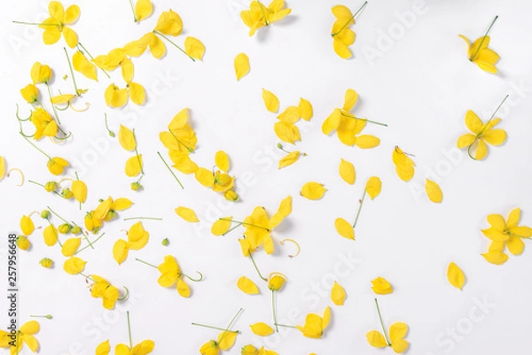 Fototapeta Golden Shower Tree on white background
