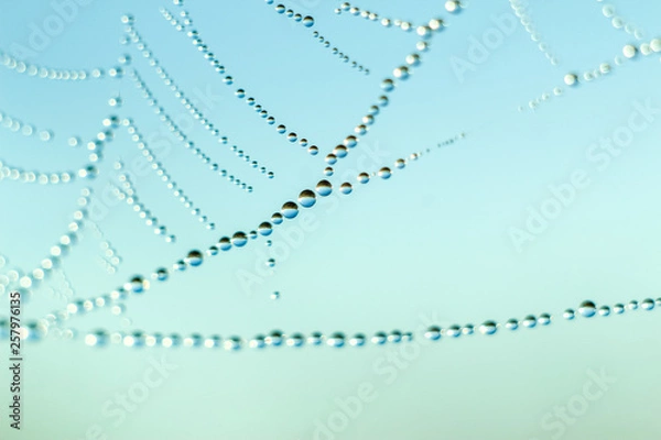 Fototapeta Close-up of abstract drops on a spider web with variable focus and blurred background in the rays of the rising sun. Blur and soft focus.