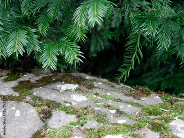 Fototapeta Immergrüner Garten mit Steinmauer
