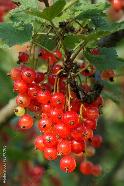 Fototapeta Red currant