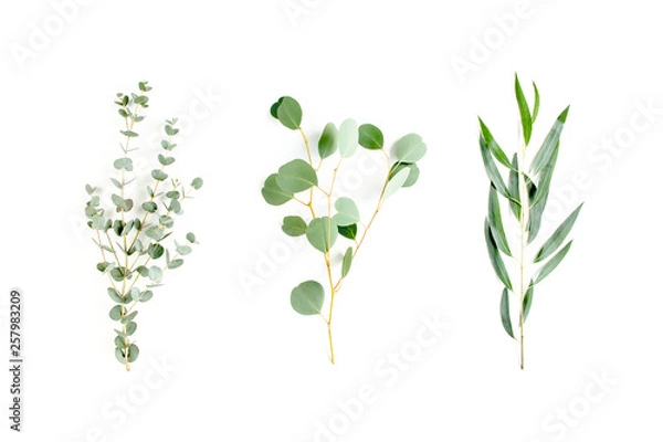 Fototapeta Mix of herbs green branches, leaves eucalyptus and plants collection on white background. flat lay, top view