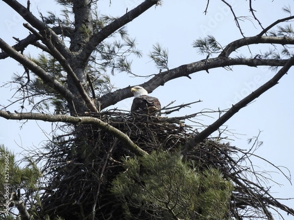 Fototapeta Bald eagle, eagle nest, bird, bird nest, adult bird, tree, nature, wildlife