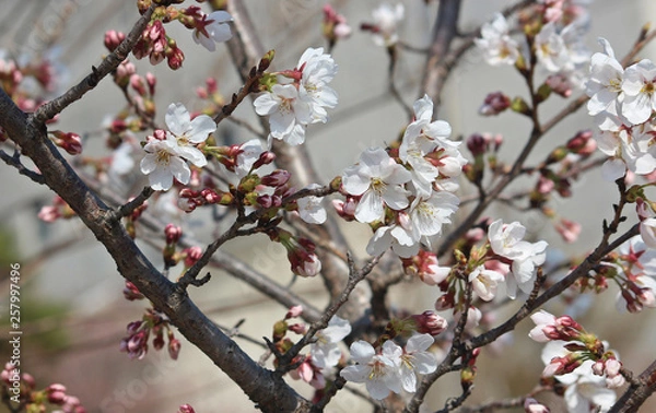 Fototapeta 봄 흰꽃 벚꽃 매화꽃 매화나무 벚꽃나무