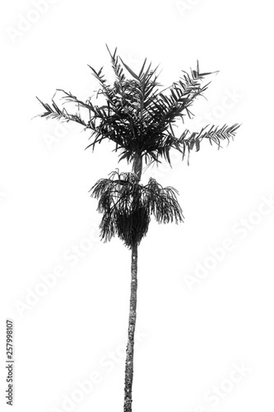Obraz Palm tree in a white background