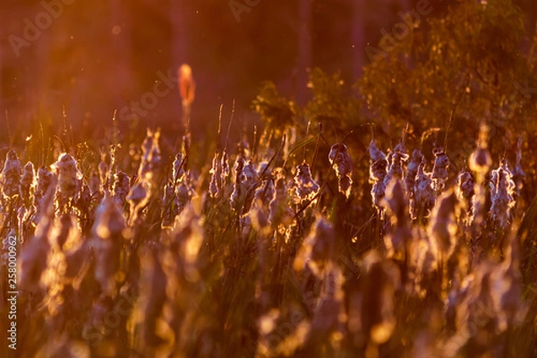 Obraz Sunset Cattails