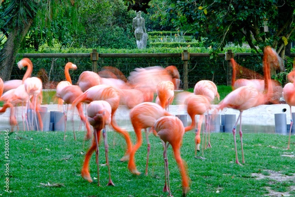 Obraz Flamingos picture withe slow shutter speed in a garden.