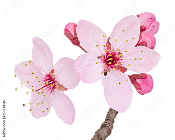 Fototapeta Cherry blossom branch, sakura flowers isolated on white background