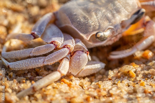 Fototapeta Macro Photo of a pink Ghost crab on the beach
