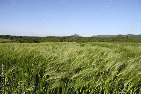 Obraz Gerstenfeld mit Kultur