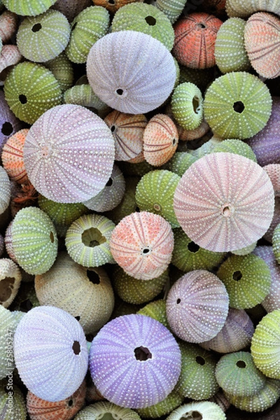 Obraz Collection of colorful sea urchin shells