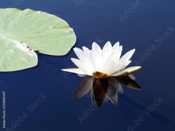 Fototapeta Water lily with reflection and green water leaves in dark water background