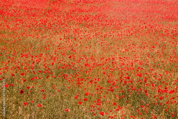 Obraz Red poppies field