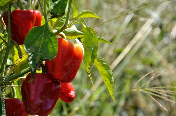 Obraz 赤いピーマン