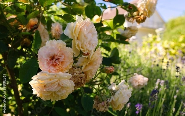 Obraz Rosen im Garten