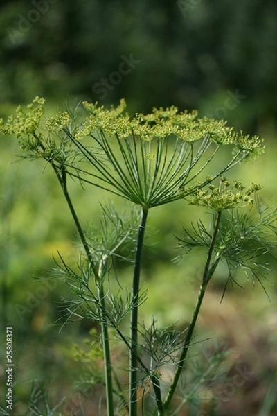 Obraz Fennel