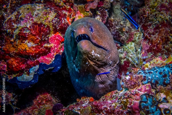 Obraz Giant Moray Eel (Gymnothorax javanicus) 