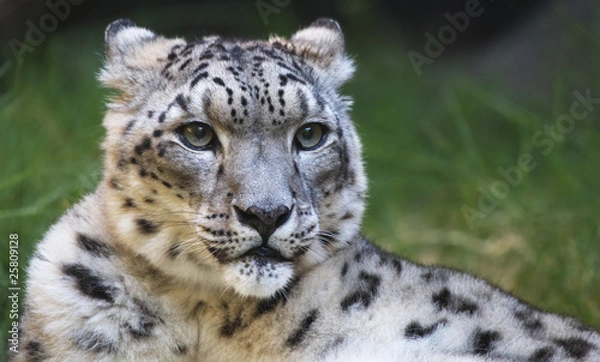 Fototapeta Snow leopard looking right