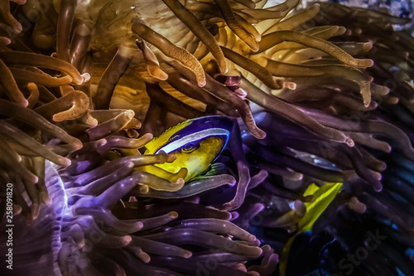 Obraz Clownfish in anemone field at night. Macro photography.