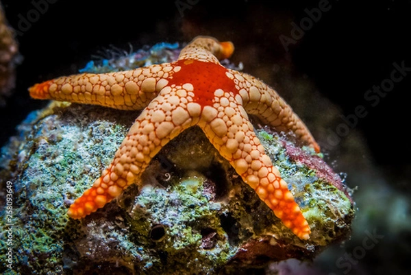 Obraz Seastar at the reef