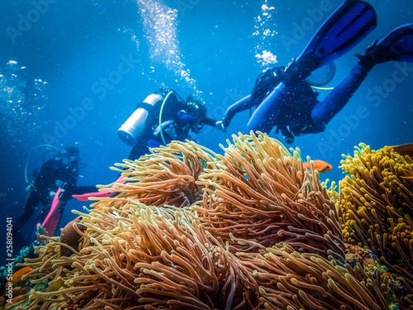 Obraz Anemon fish macro. Clownfish 