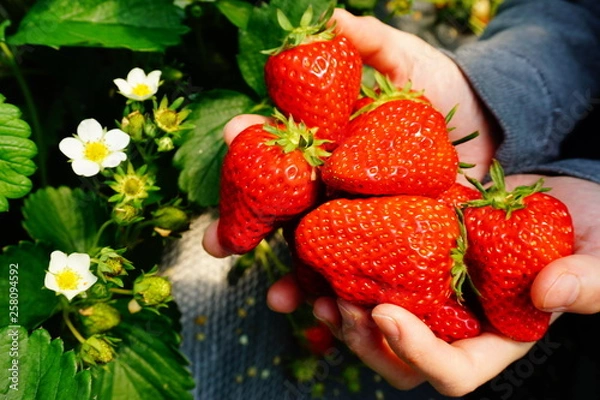 Obraz いちご狩り