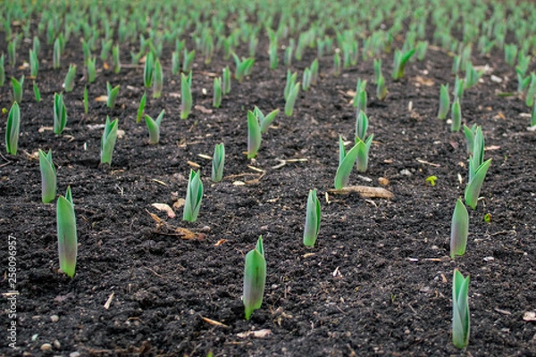 Obraz spring began the first spring flowers