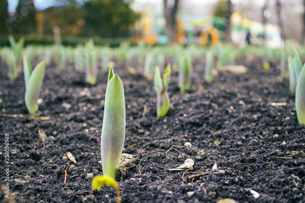 Obraz spring began the first spring flowers