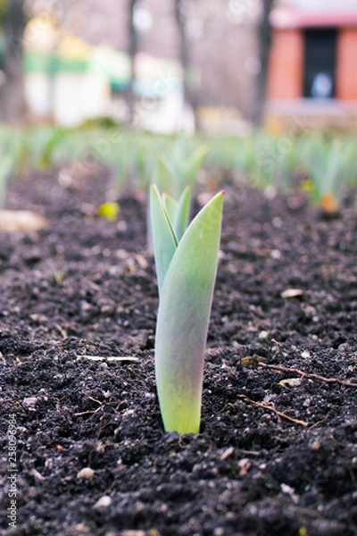 Obraz spring began the first spring flowers