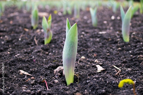 Obraz spring began the first spring flowers