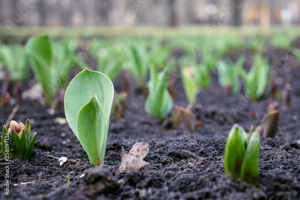 Obraz spring began the first spring flowers