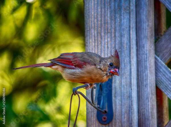 Obraz cardinal on fence