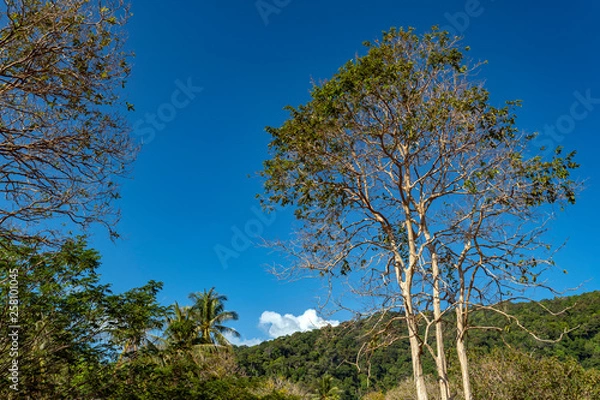 Fototapeta Palmen Hügel