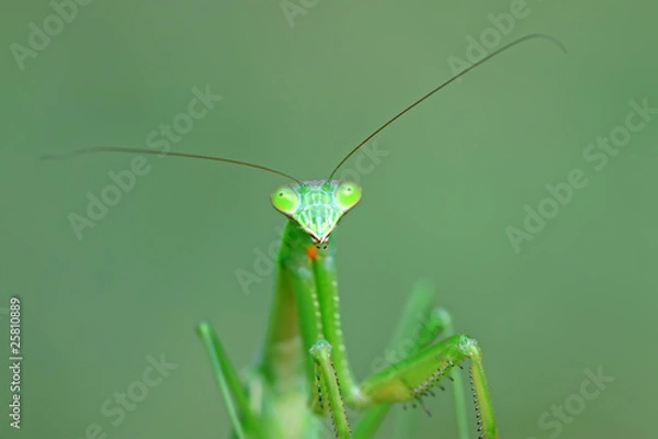 Fototapeta mantis