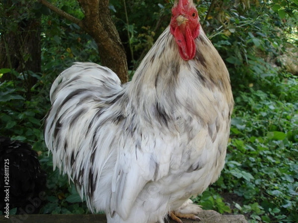 Fototapeta Decorative cockerel unusual motley color