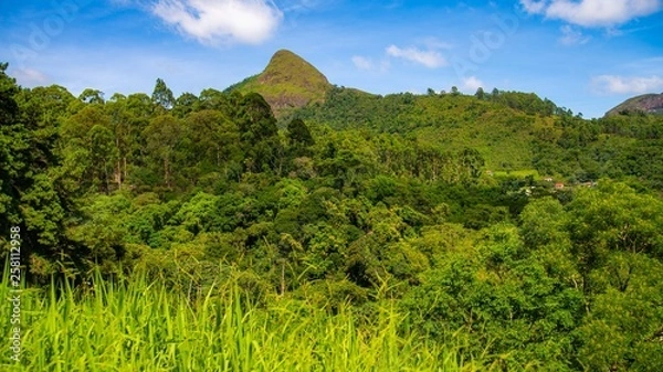 Obraz landscape with trees and mountains