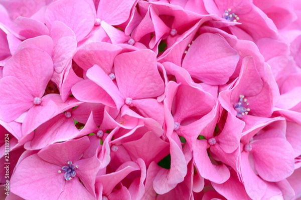 Fototapeta アジサイ