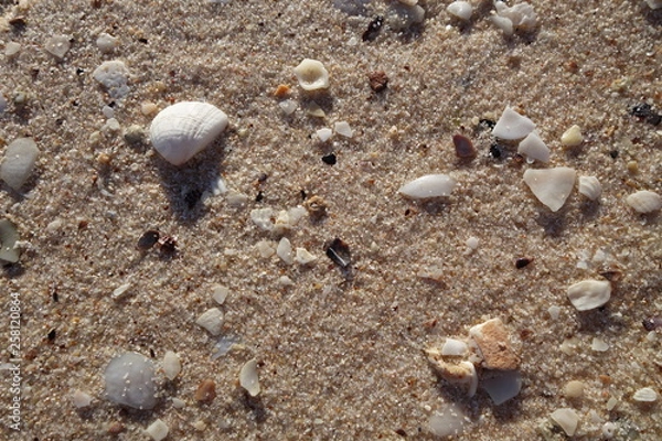 Fototapeta 砂浜の砂と貝殻（モンキーマイア・シャークベイ・西オーストラリア）